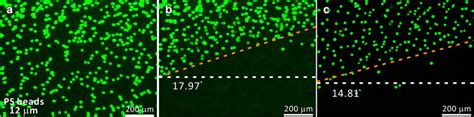 a Distribution of polystyrene beads without magnetic field. b ...
