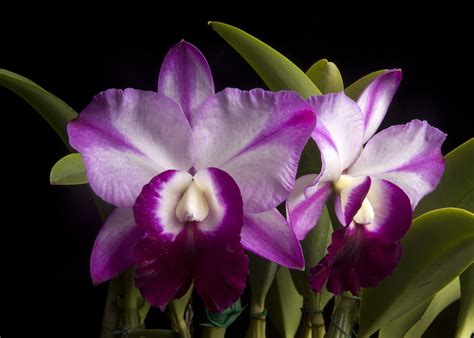 Cattleya Memoria Robert Strait Care And Culture Travaldo S Blog