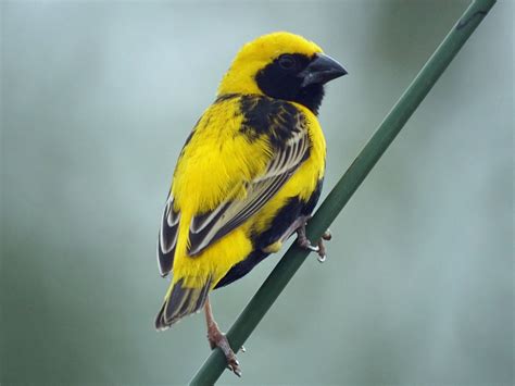 Yellow Crowned Bishop Euplectes Afer By Mikesbirds Birds Bird