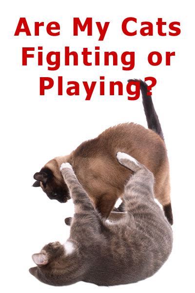 37 Hq Images Are My Cats Playing Or Fighting How Can I Tell If My