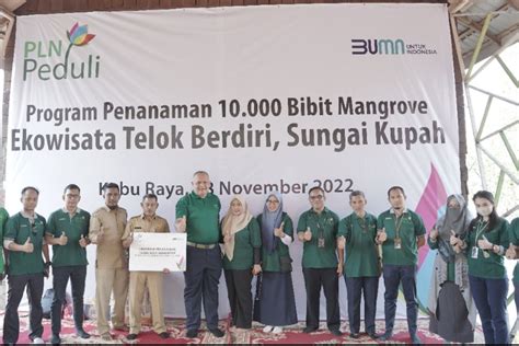 PLN UID Kalbar Kembali Tanam 10 Ribu Pohon Mangrove ANTARA News