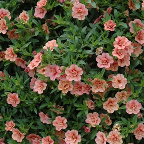 Minifamous® Double Apricot Calibrachoa Buchanans Native Plants