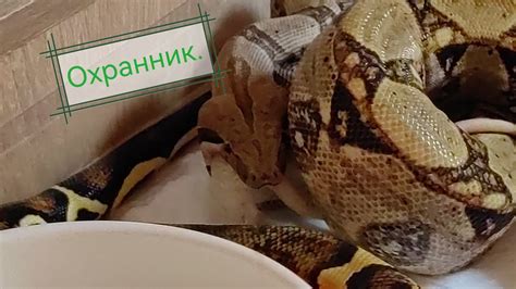 Кормление Императора. 🐍 - YouTube