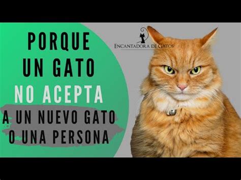 Como Hacer Que Mi Gato Acepte A Otro Gato El Rinc N De Isi