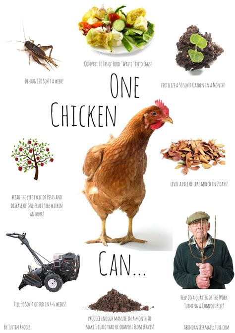 8 Ways To Use Chickens In The Garden The Prairie Homestead