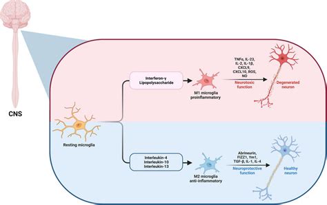 The Microglia M1m2 Dual Pathway In Cns Download Scientific Diagram