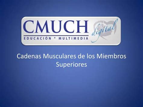 Ppt Cadenas Musculares De Los Miembros Superiores Powerpoint