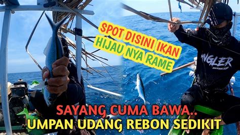 Mancing Ekor Kuning Bawa Sisa Umpan Satu Bulanan Mancing Cuma