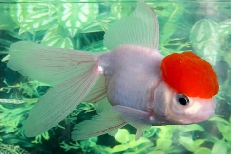 Fancy Goldfish Types, Tank, Care Guide and Much More... | Fishkeeping World