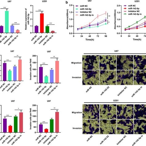 MiR 142 5p Exerted Tumor Suppressive Effect In Gliomas A MiR NC