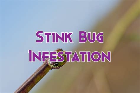 Stink Bug Infestation: Signs, Control, And Prevention