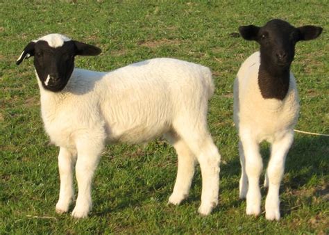 Dorper Sheepblack Headed Persian Ewes And Dorset Horn Rams How Cute