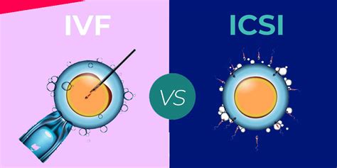 The Differences Between Ivf And Icsi