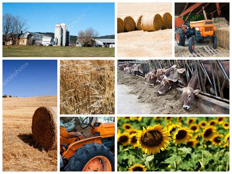 Agriculture Collage — Stock Photo © Atm2003 11911743