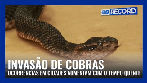 INVASÃO DE COBRAS OCORRÊNCIAS EM CIDADES AUMENTAM O TEMPO QUENTE