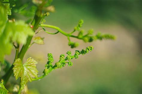 Grape Bloom Flowering And Fruit Set In The Vineyard Fattoria Montecchio