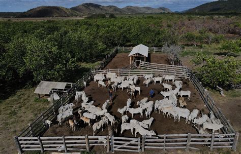 Sustainable Cattle Farming In Roraima Is Led By Indigenous Community