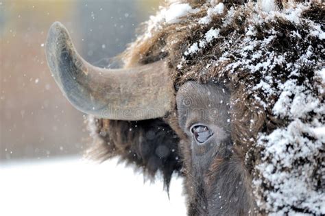 北美野牛在冬天 库存照片 图片 包括有 次幂 强大 木头 突出 降雪 空白 种类 原野 暴风雪 23099174