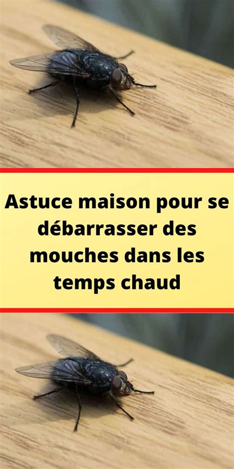 Astuce Maison Pour Se D Barrasser Des Mouches Dans Les Temps Chaud