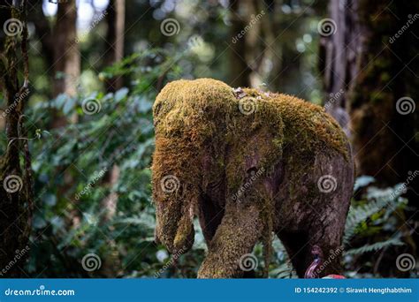 Moss Covered Elephant Statue Stone Animal Sculpture Editorial ...