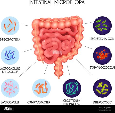 Bacteria clostridium perfringens hi-res stock photography and images - Alamy