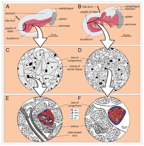 Pancreas Model Anatomy