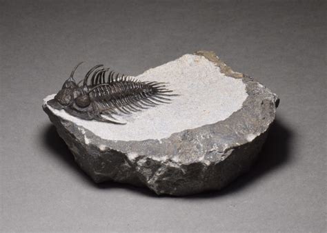 Very Good Spiny Trilobite Comura Bultyncki