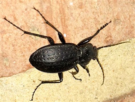 Black Beetle Carabus Vinctus Bugguide Net