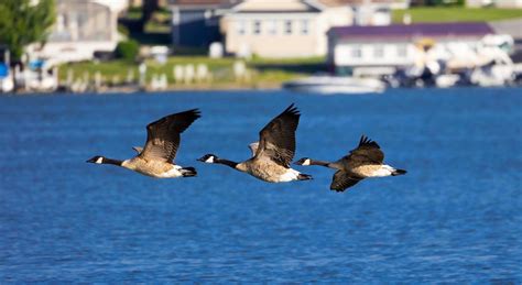 Geese Flying Stock Photos, Images and Backgrounds for Free Download