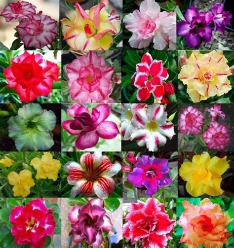 50 Desert Rose Seeds Adenium Obesum Mixed Colors Etsy In 2021