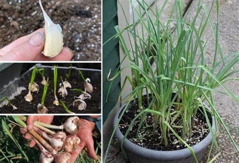 Cómo cultivar ajo en maceta y cuidarlo Mi Diario De Campo