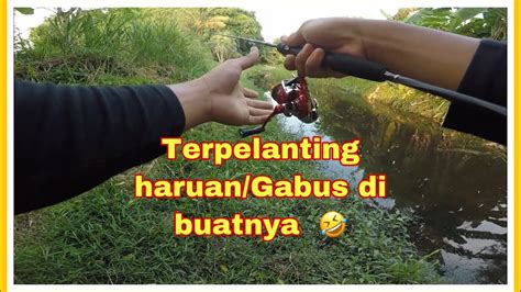 Haruan Gabus Penyelamat Dari Kumpau Berdarah YouTube