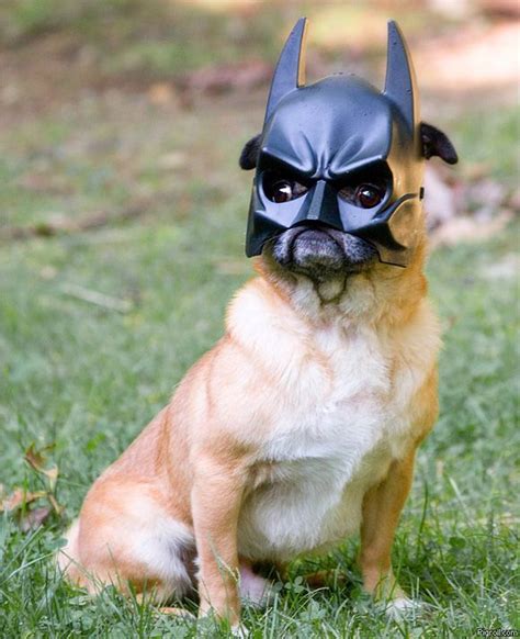 Dog With Batman Mask Cute Puppies Cute Pugs Bat Dog