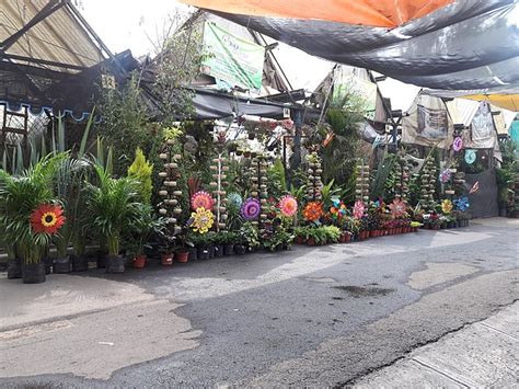 Mercado De Plantas Y Flores De Cuemanco Xochimilco Mexico City