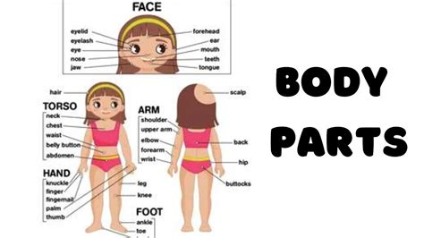 Body Parts Head Torso And Limbs Educational Video Different Parts Of Body Youtube