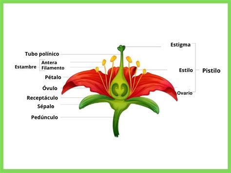 Flor Qué Es Partes Función Y Tipos Significados