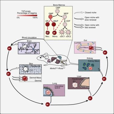 Fate Mapping Via Ms A Expression History Traces Monocyte Derived Cells