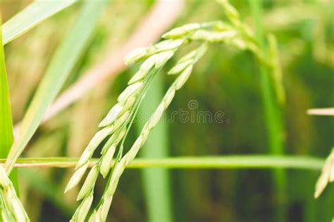 Rice paddy stock photo. Image of green, farming, harvest - 124189254