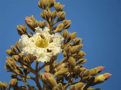 Waras From Charhat Wadi Maharashtra India On January