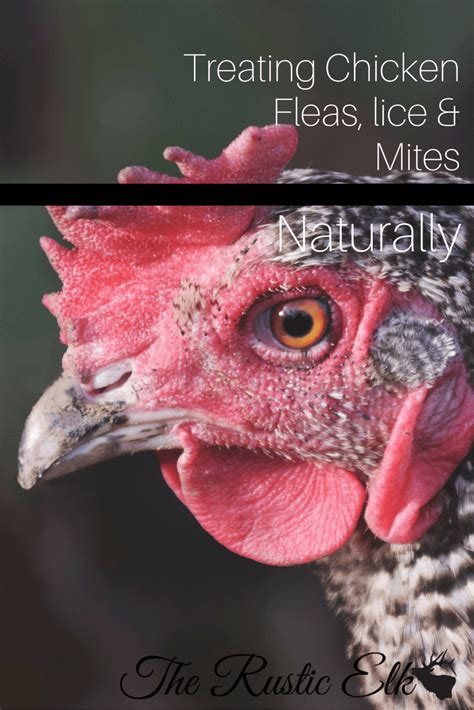 Treating Chicken Fleas Lice And Mites Naturally Chickens Backyard