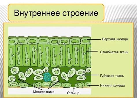 Опишите строение и особенности губчатой ткани — Знания.org