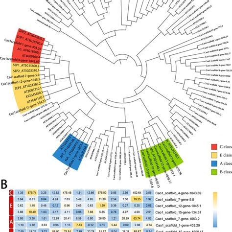 Identification And Expression Analysis Of Mads Box Genes A