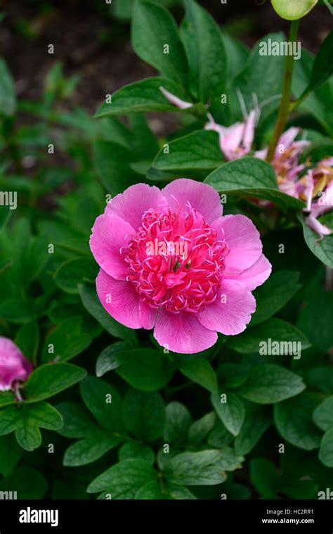 Paeonia Anemoniflora Hi Res Stock Photography And Images Alamy