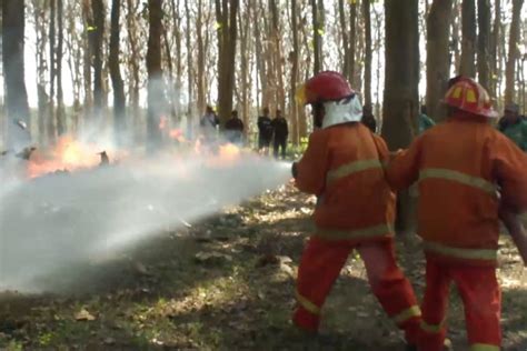 Ribu Hektar Hutan Di Jember Rawan Terbakar Antara News