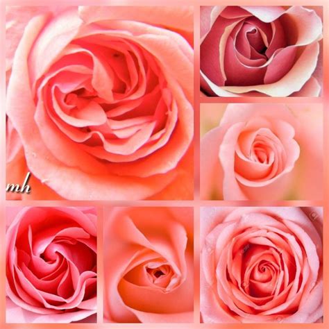 Pin van Marjolein R. op Rozes - Rozen