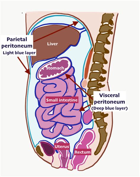 Peritoneum Anatomy