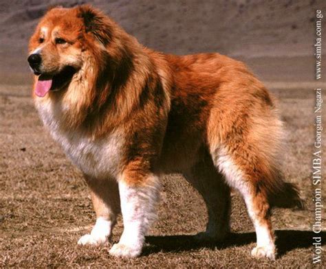 A Brown And White Dog Standing On Top Of A Dry Grass Field