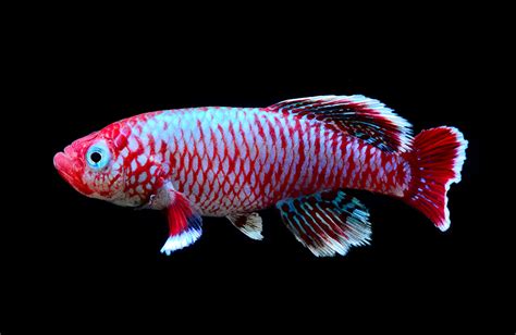 Killifish Ornamental Fish Wholesale Exporter Cwa