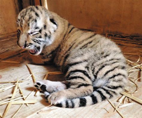 アムールトラの赤ちゃん誕生 多摩動物公園で5年ぶり47news（よんななニュース）