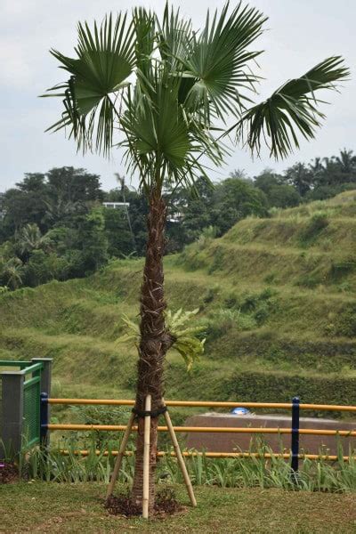 Pohon Palem Sadeng Klasifikasi Ciri Ciri Dan Manfaat Tamantropis